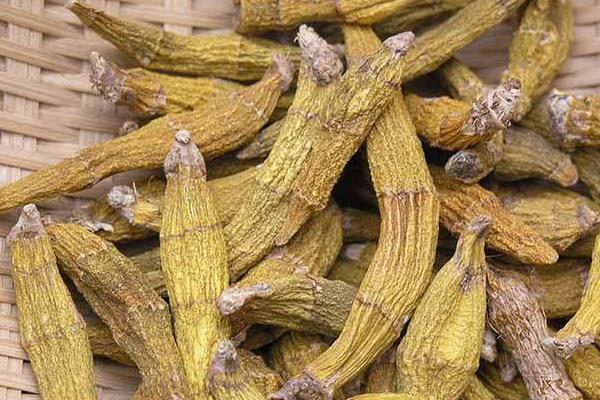 石斛蘭功效與作用 石斛蘭藥用價值