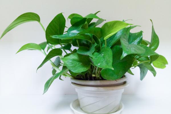 綠蘿和萬年青的區別是什么 水培綠蘿怎么養長得快