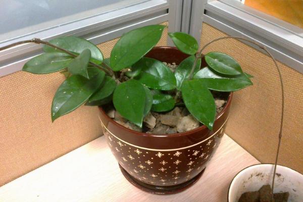 球蘭怎么養(yǎng) 球蘭養(yǎng)殖方法與注意事項(xiàng)