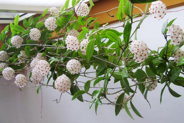 球蘭怎么養(yǎng) 球蘭養(yǎng)殖方法與注意事項(xiàng)