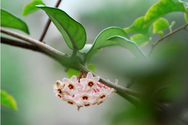 球蘭怎么養(yǎng) 球蘭養(yǎng)殖方法與注意事項(xiàng)