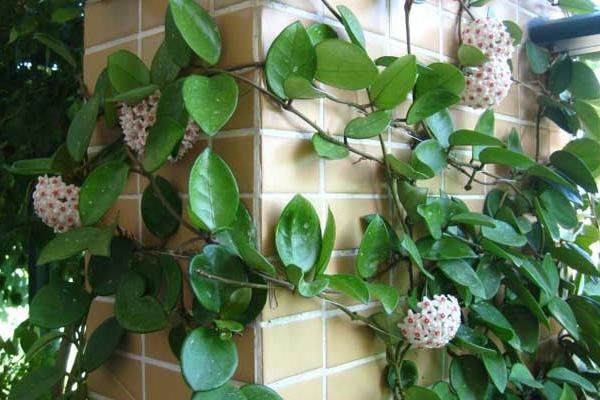 球蘭怎么養(yǎng) 球蘭養(yǎng)殖方法與注意事項(xiàng)