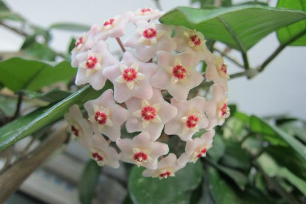 球蘭怎么養(yǎng) 球蘭養(yǎng)殖方法與注意事項(xiàng)