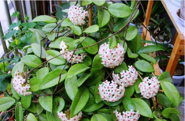 球蘭怎么養(yǎng) 球蘭養(yǎng)殖方法與注意事項(xiàng)