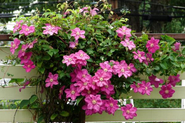 鐵線蓮扦插繁殖方法 鐵線蓮怎么修剪好看