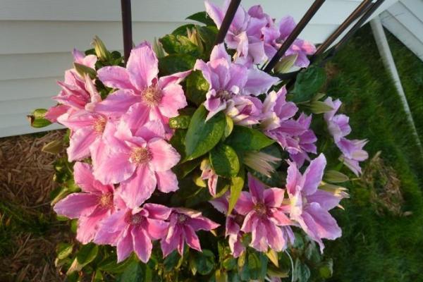 鐵線蓮扦插繁殖方法 鐵線蓮怎么修剪好看