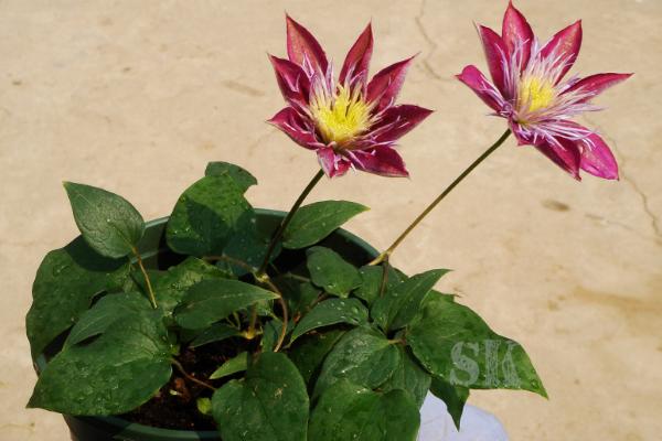 鐵線蓮扦插繁殖方法 鐵線蓮怎么修剪好看