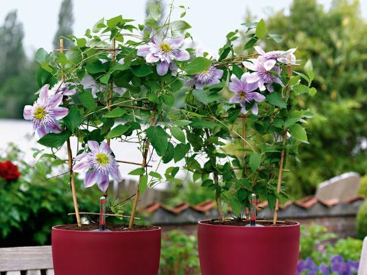 鐵線蓮扦插繁殖方法 鐵線蓮怎么修剪好看