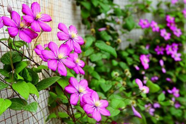 鐵線蓮扦插繁殖方法 鐵線蓮怎么修剪好看