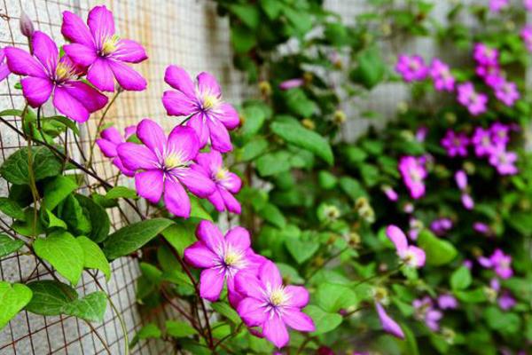 鐵線蓮圖片大全 鐵線蓮有哪些品種