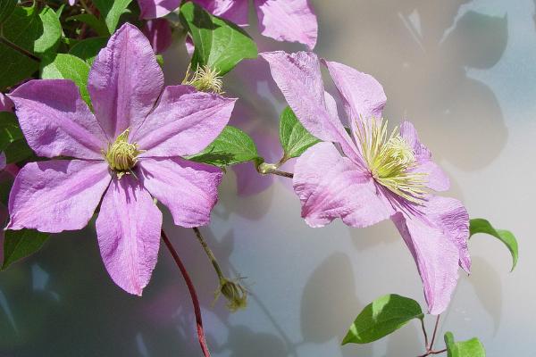 鐵線蓮好養(yǎng)嗎 鐵線蓮怎么種（什么時間種最好）