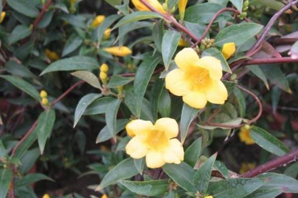 法國香水花怎么養 法國香水花養殖方法與注意事項