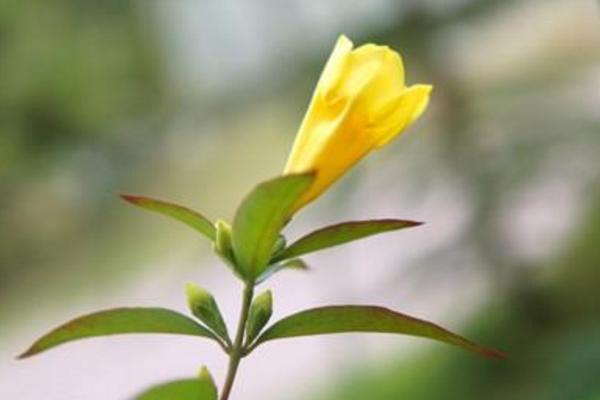 法國香水花怎么養 法國香水花養殖方法與注意事項