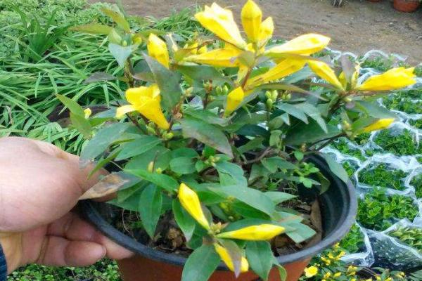 法國香水花怎么養 法國香水花養殖方法與注意事項