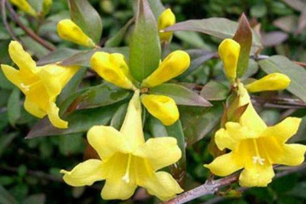 法國香水花怎么養 法國香水花養殖方法與注意事項