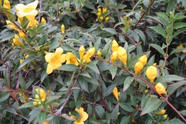 法國香水花怎么養 法國香水花養殖方法與注意事項