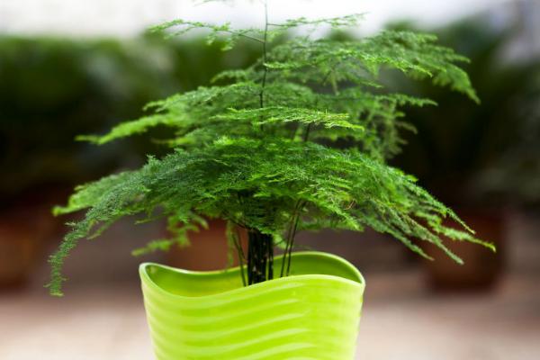 文竹怎么修剪枝葉 文竹能長多高