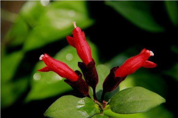 口紅花有毒嗎 口紅花能放在室內臥室嗎