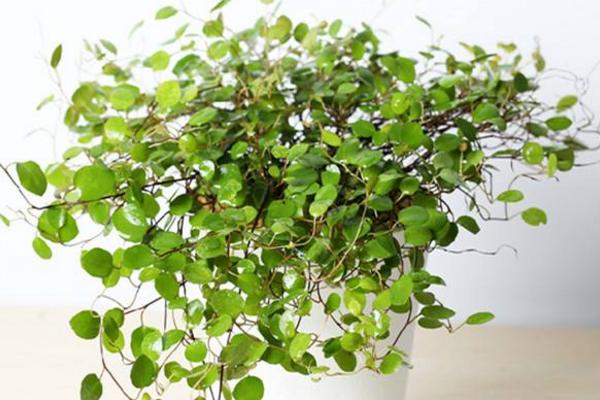 千葉吊蘭怎么澆水(多久澆一次) 千葉吊蘭開花嗎