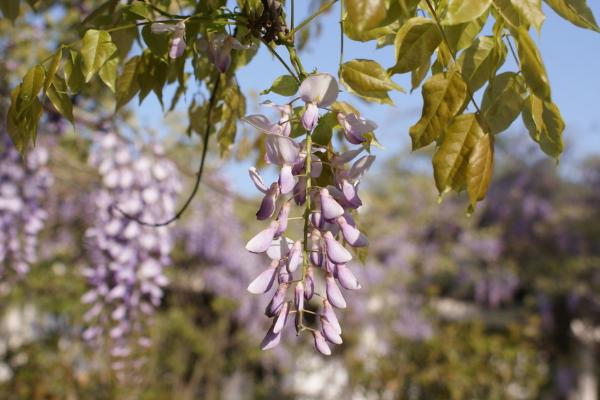 紫藤花什么時候開花（幾月） 紫藤不開花怎么辦