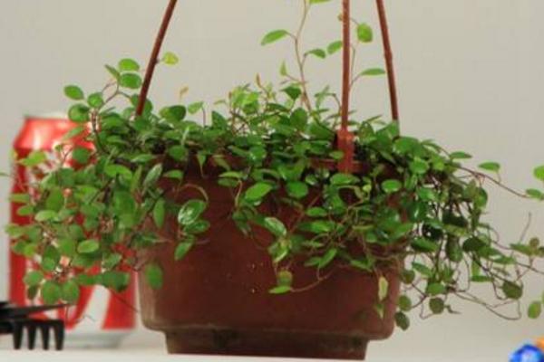 千葉吊蘭怎么澆水(多久澆一次) 千葉吊蘭開花嗎