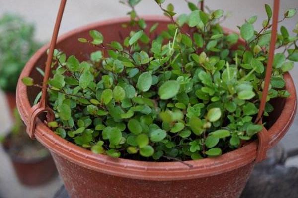 千葉吊蘭怎么澆水(多久澆一次) 千葉吊蘭開花嗎