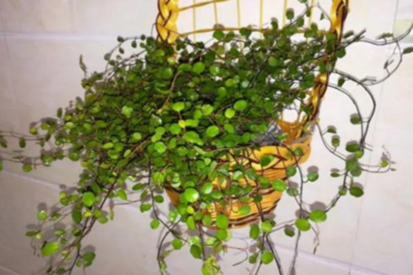 千葉吊蘭怎么澆水(多久澆一次) 千葉吊蘭開花嗎