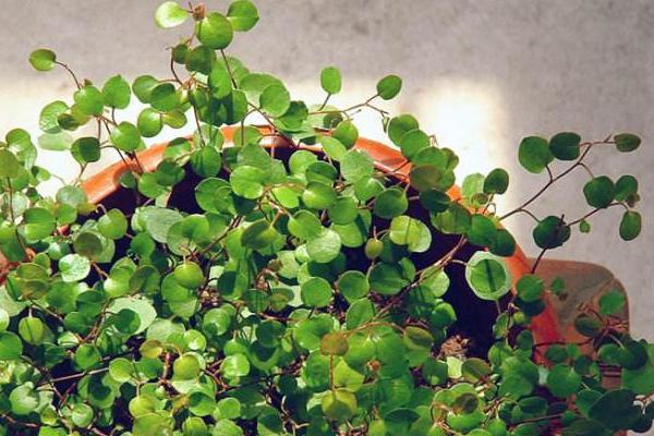 千葉吊蘭怎么澆水(多久澆一次) 千葉吊蘭開花嗎