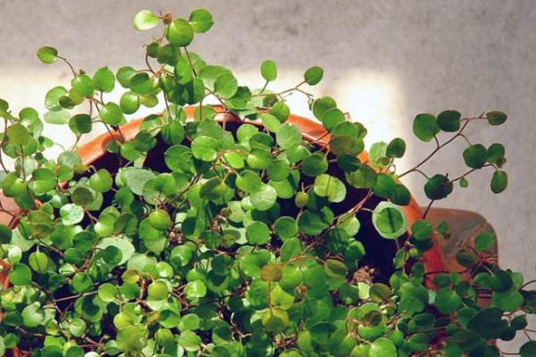 千葉吊蘭扦插繁殖方法 千葉吊蘭怎么修剪枝葉