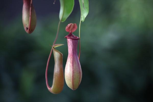 豬籠草好養(yǎng)嗎 豬籠草產(chǎn)地在哪里