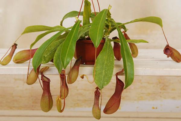 豬籠草怎么養 豬籠草養殖方法與注意事項