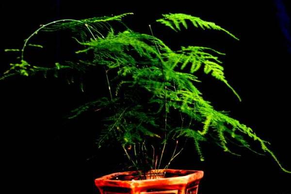 文竹開花嗎 文竹什么時候開花（幾月） 文竹開花有什么兆頭