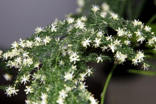 文竹開花嗎 文竹什么時候開花（幾月） 文竹開花有什么兆頭