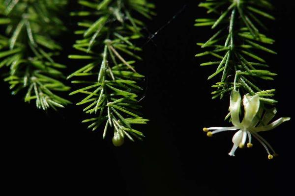 文竹開花嗎 文竹什么時候開花（幾月） 文竹開花有什么兆頭