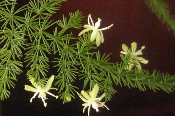 文竹開花嗎 文竹什么時候開花（幾月） 文竹開花有什么兆頭