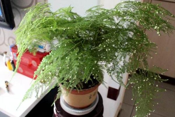 文竹開花嗎 文竹什么時候開花（幾月） 文竹開花有什么兆頭