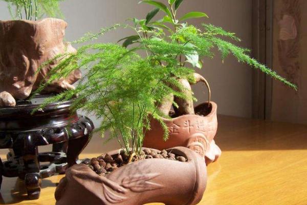 文竹用什么土養好 文竹怎么施肥