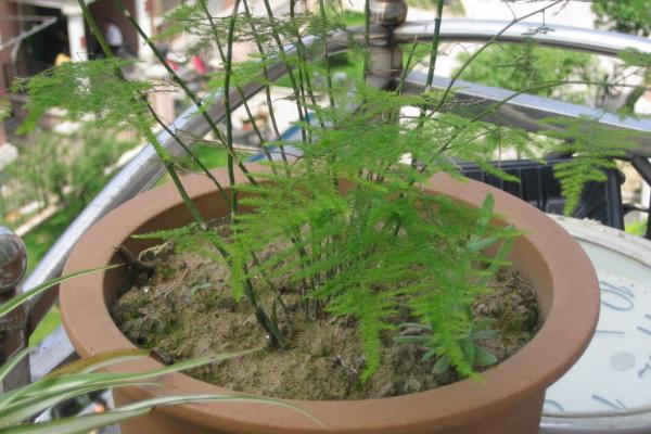 文竹用什么土養(yǎng)好 文竹怎么施肥