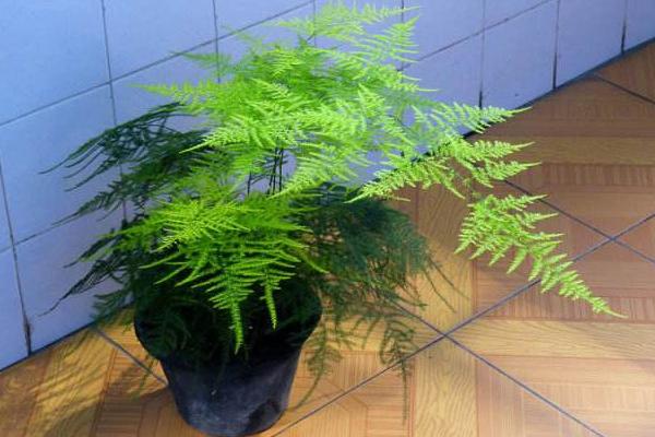 文竹用什么土養(yǎng)好 文竹怎么施肥