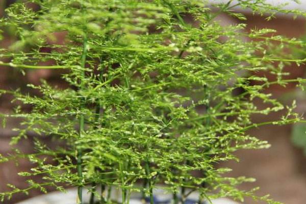 文竹用什么土養(yǎng)好 文竹怎么施肥