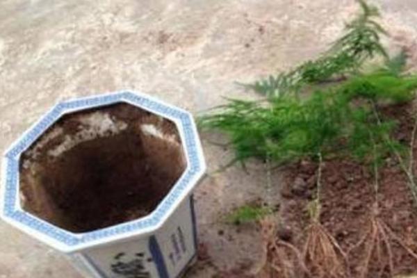 文竹用什么土養(yǎng)好 文竹怎么施肥