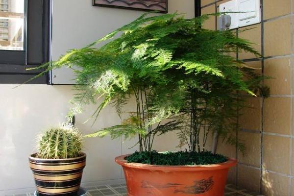 文竹用什么土養(yǎng)好 文竹怎么施肥