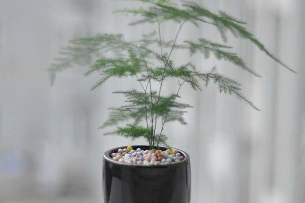 文竹種子市場價格多少錢一斤 文竹種子怎么種