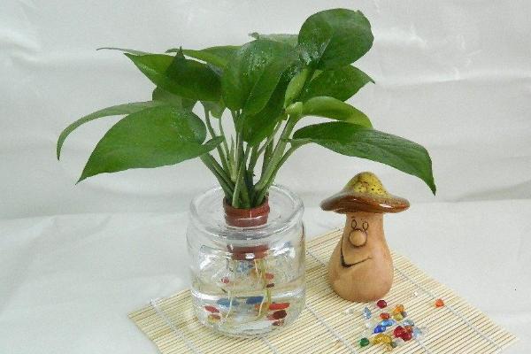 綠蘿可以水養嗎 綠蘿開花嗎