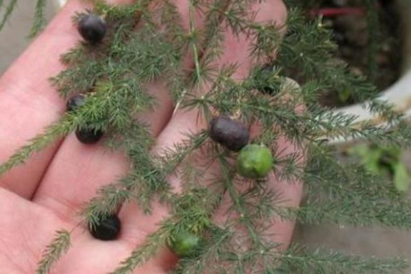 文竹種子市場價格多少錢一斤 文竹種子怎么種