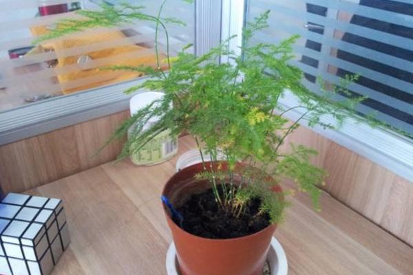 文竹種子市場價格多少錢一斤 文竹種子怎么種