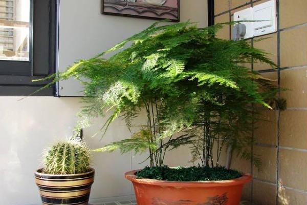 文竹種子市場價格多少錢一斤 文竹種子怎么種