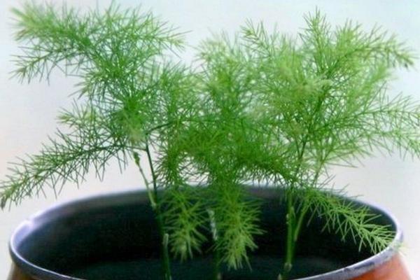 文竹種子市場價格多少錢一斤 文竹種子怎么種