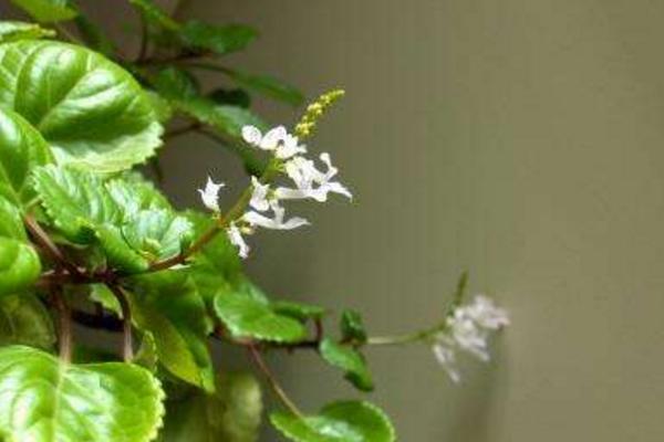 常春藤圖片大全 常春藤花語及寓意