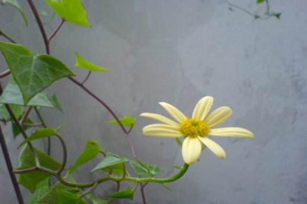 常春藤圖片大全 常春藤花語及寓意